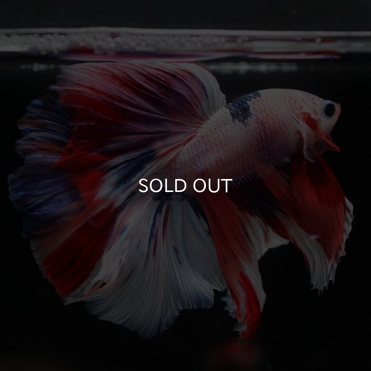 画像2: HM キャンディレインボー (2)