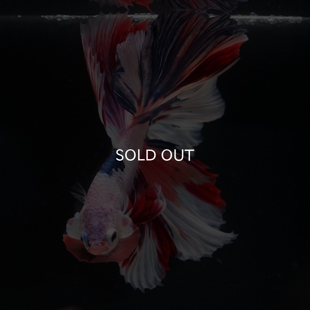 画像11: HM キャンディレインボー (11)