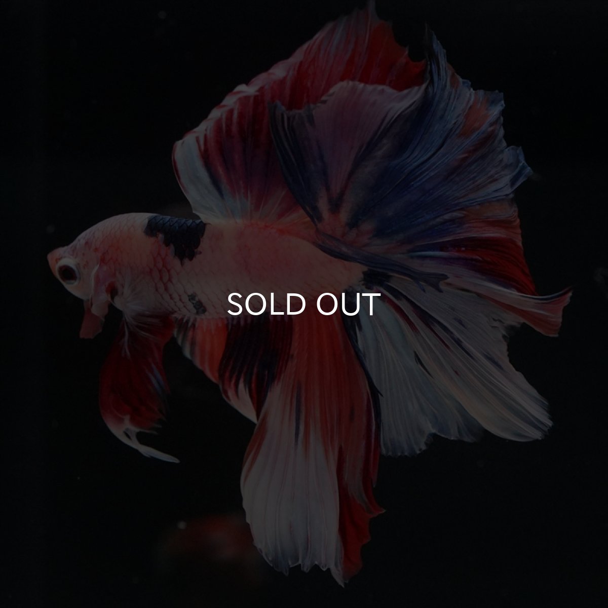 画像10: HM キャンディレインボー (10)