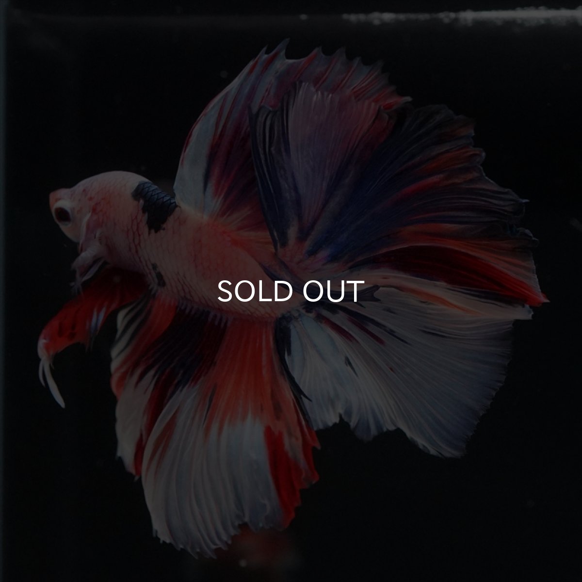 画像9: HM キャンディレインボー (9)