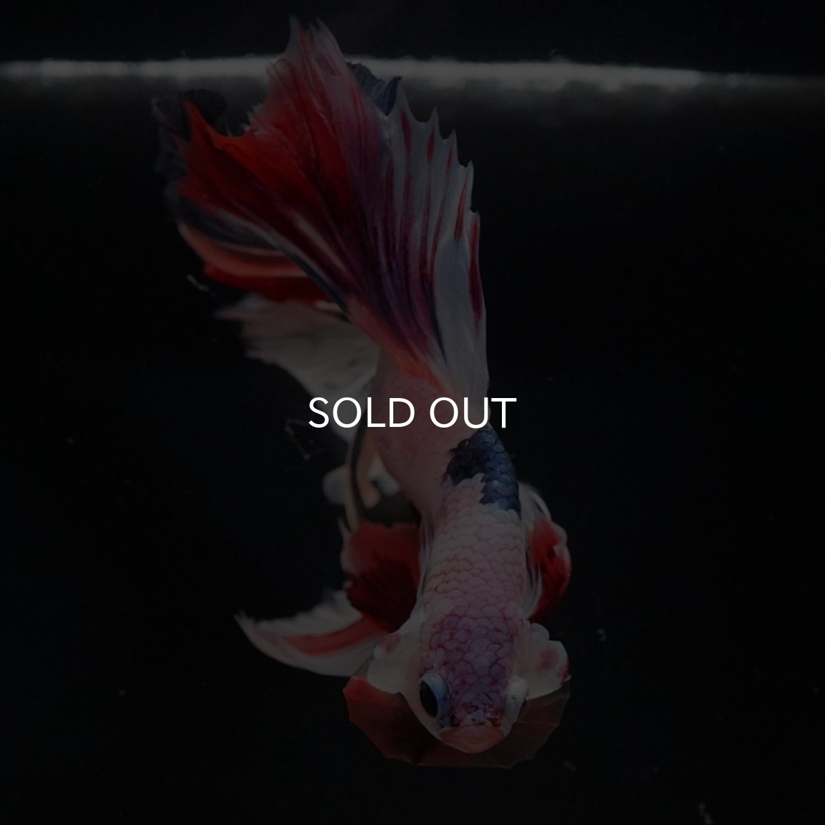 画像8: HM キャンディレインボー (8)