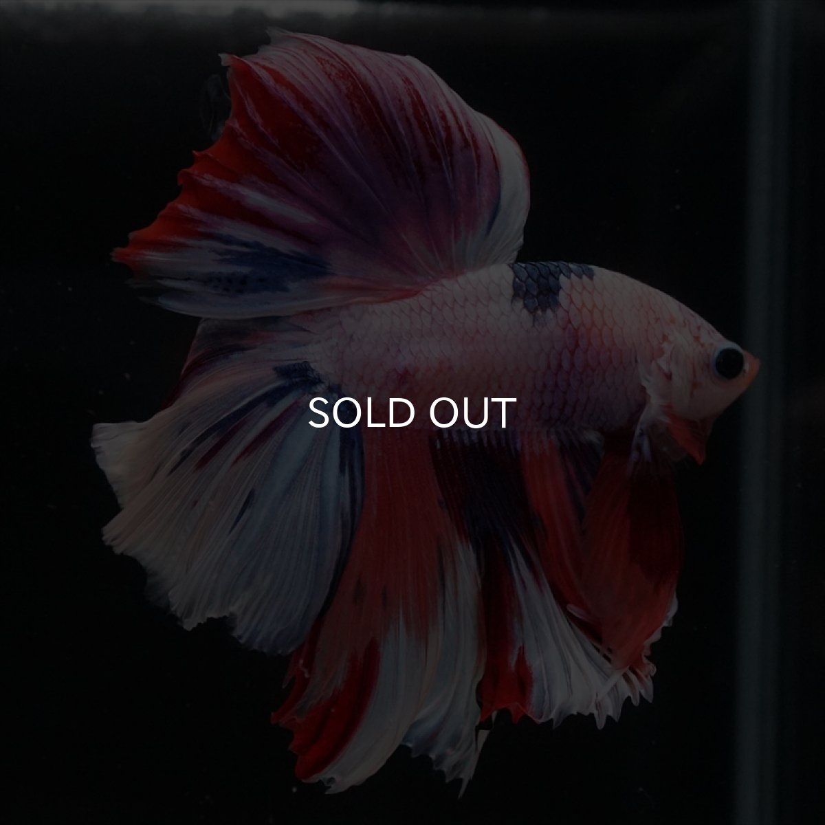 画像7: HM キャンディレインボー (7)