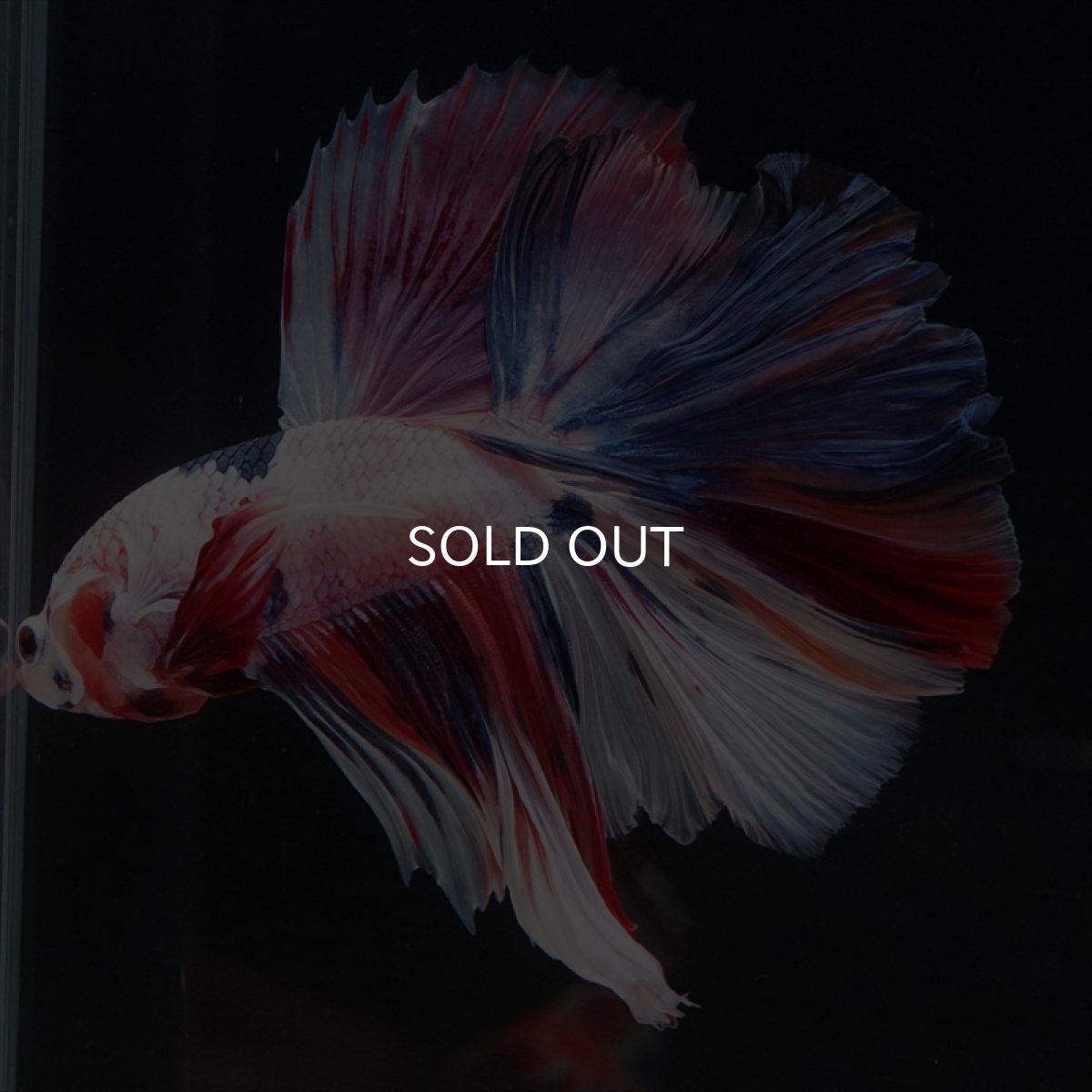 画像6: HM キャンディレインボー (6)