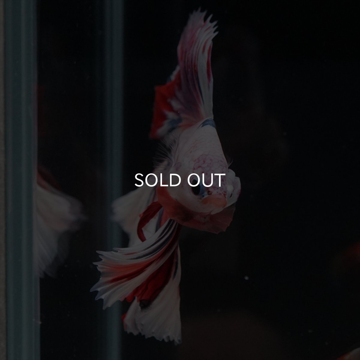 画像5: HM キャンディレインボー (5)