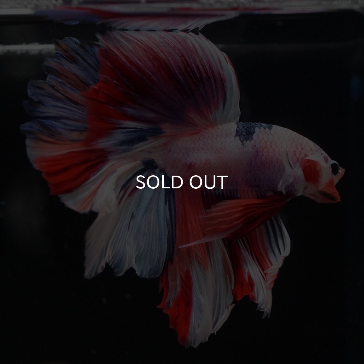 画像4: HM キャンディレインボー (4)