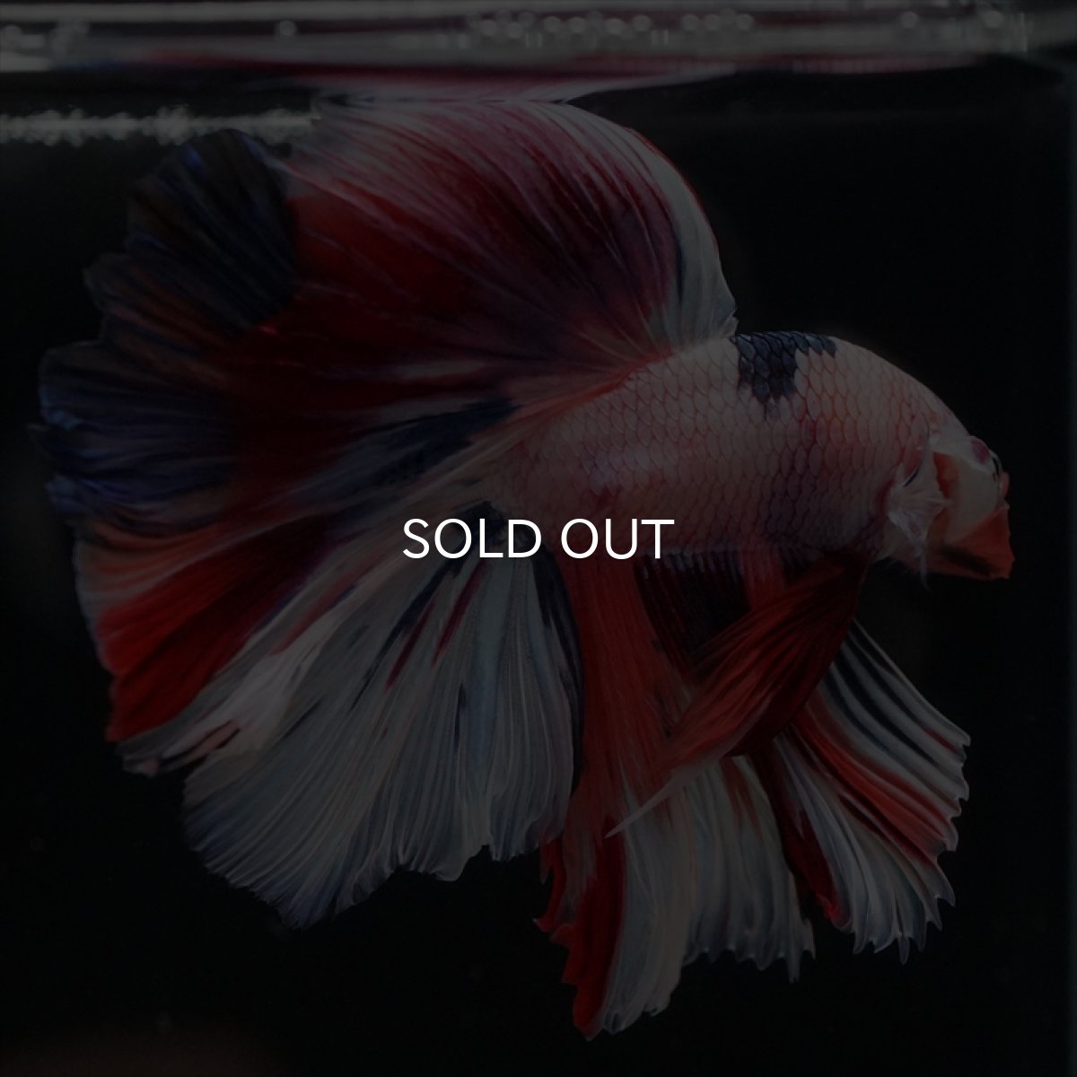 画像3: HM キャンディレインボー (3)