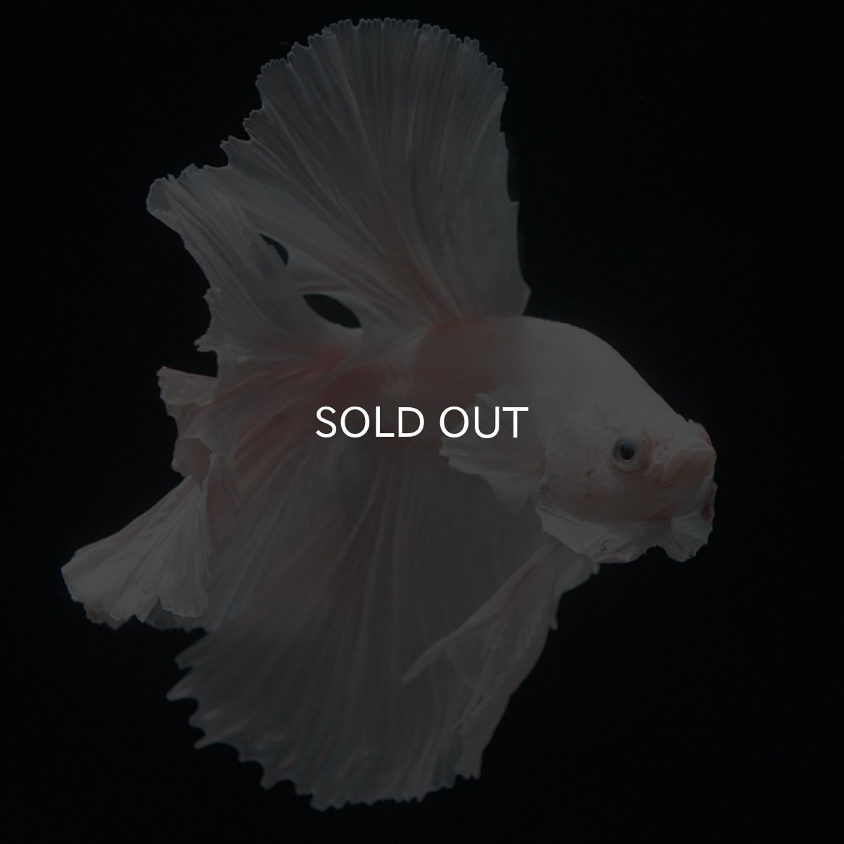 画像5: HM ホワイト (5)