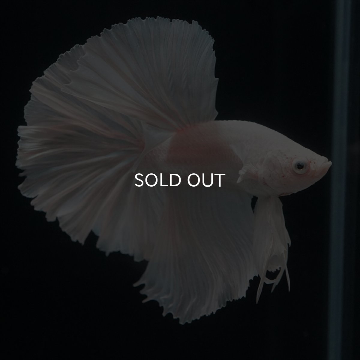 画像6: HM ホワイト (6)