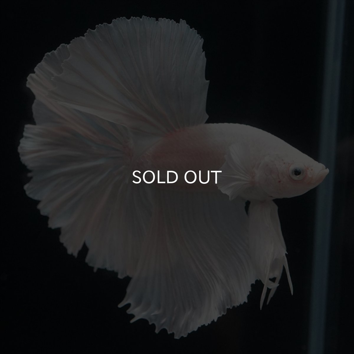 画像4: HM ホワイト (4)