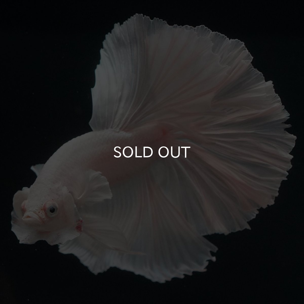 画像3: HM ホワイト (3)