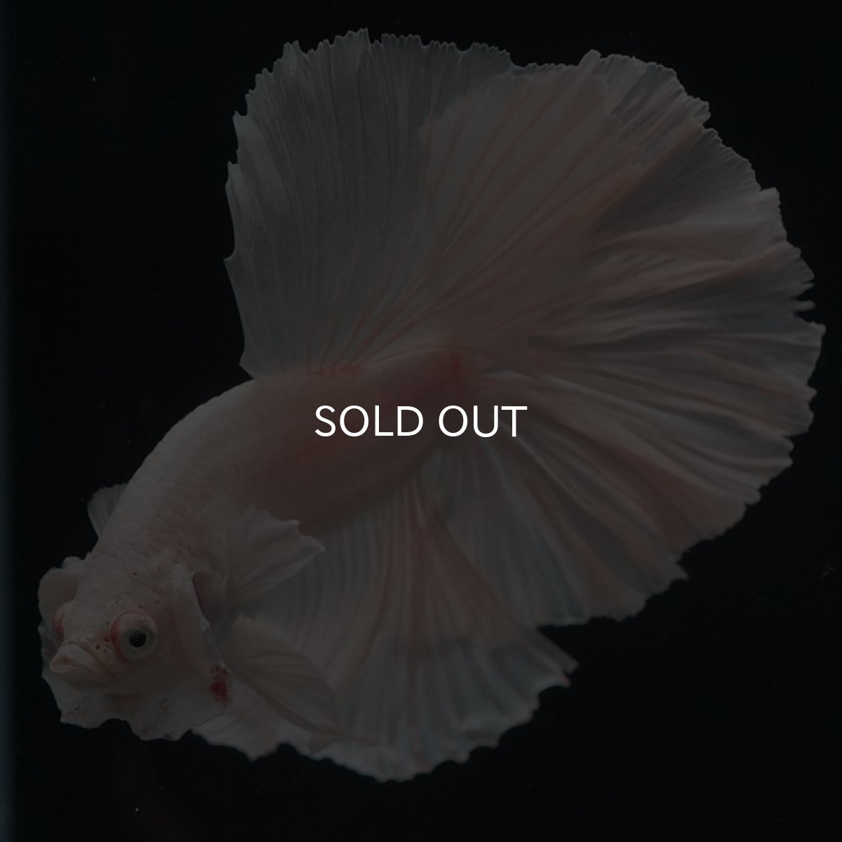 画像2: HM ホワイト (2)