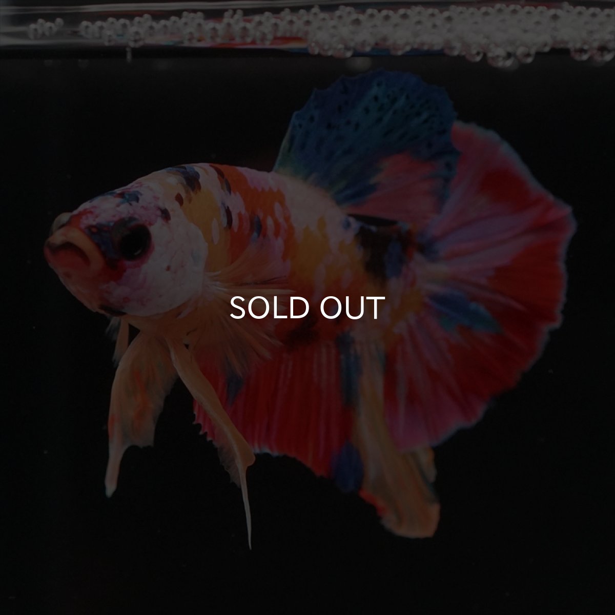 画像12: HMPK　キャンディ (12)