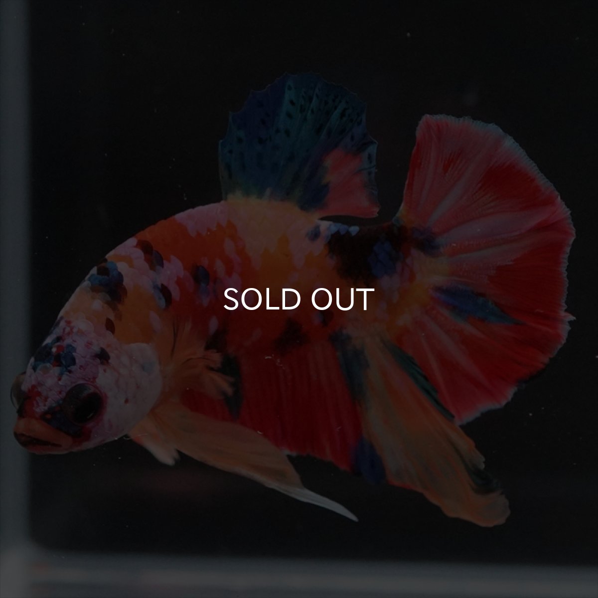 画像10: HMPK　キャンディ (10)