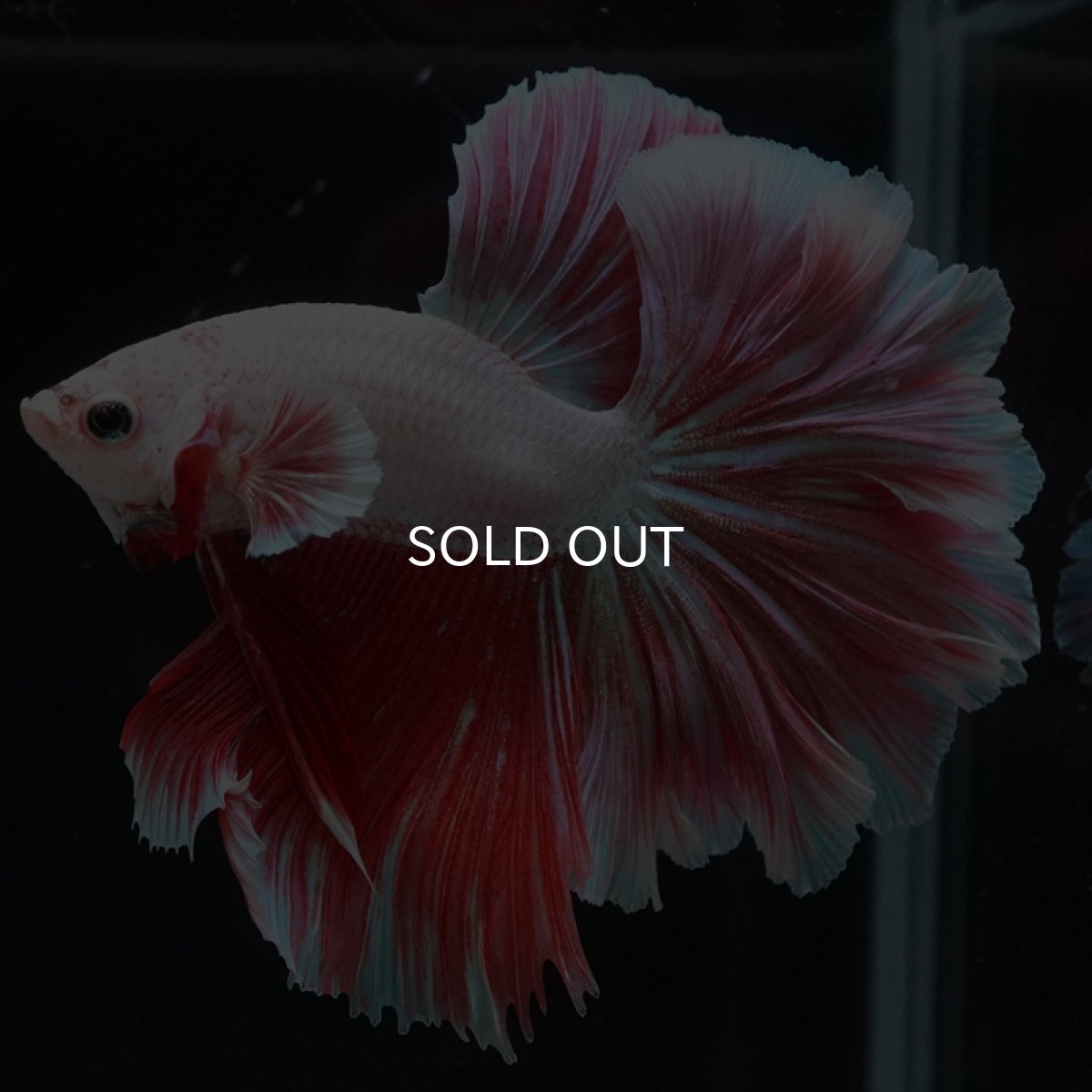 画像12: HM ラベンダー　ローズテール (12)