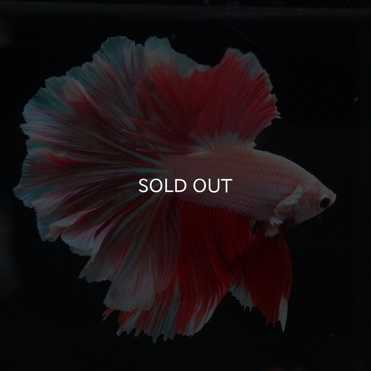 画像11: HM ラベンダー　ローズテール (11)