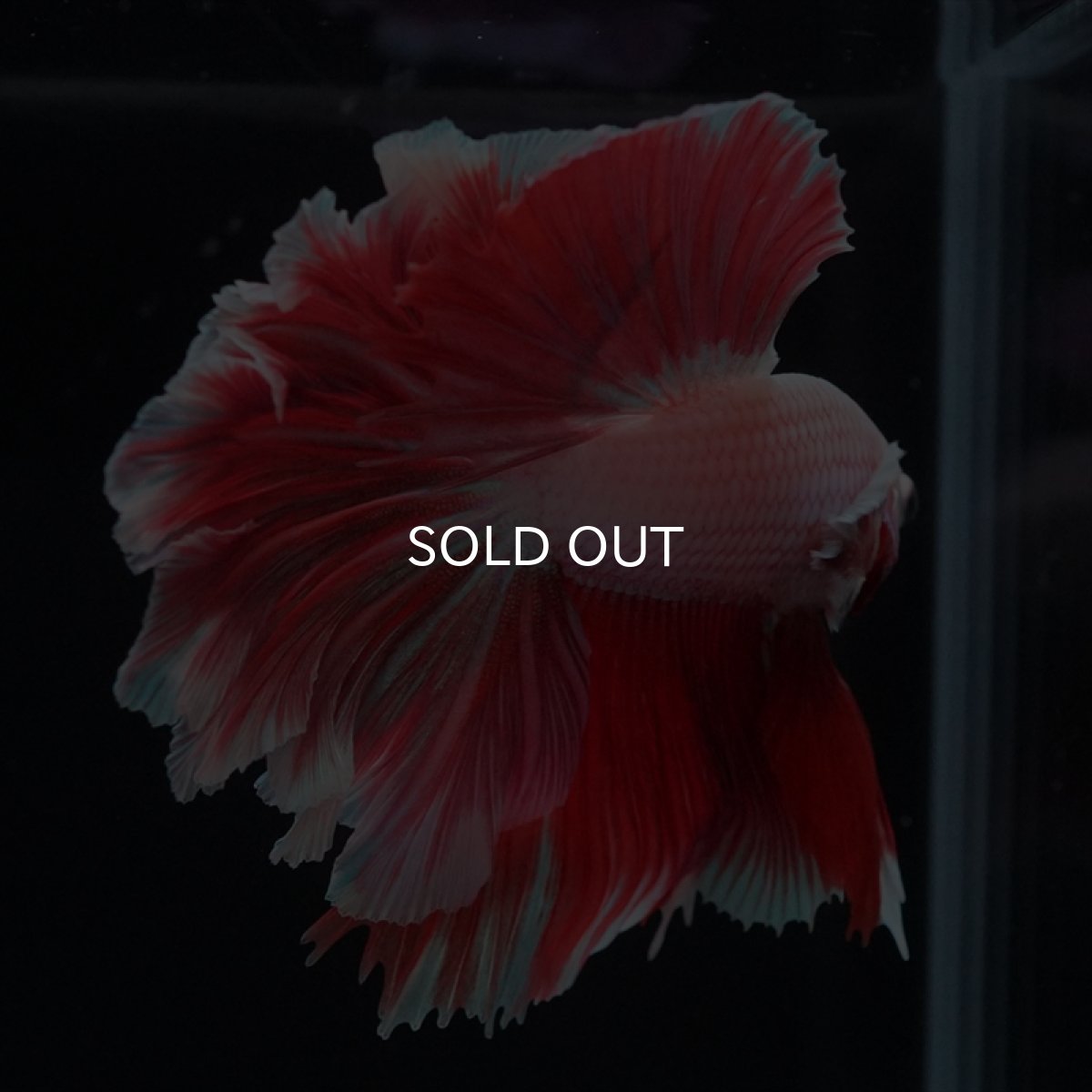 画像10: HM ラベンダー　ローズテール (10)