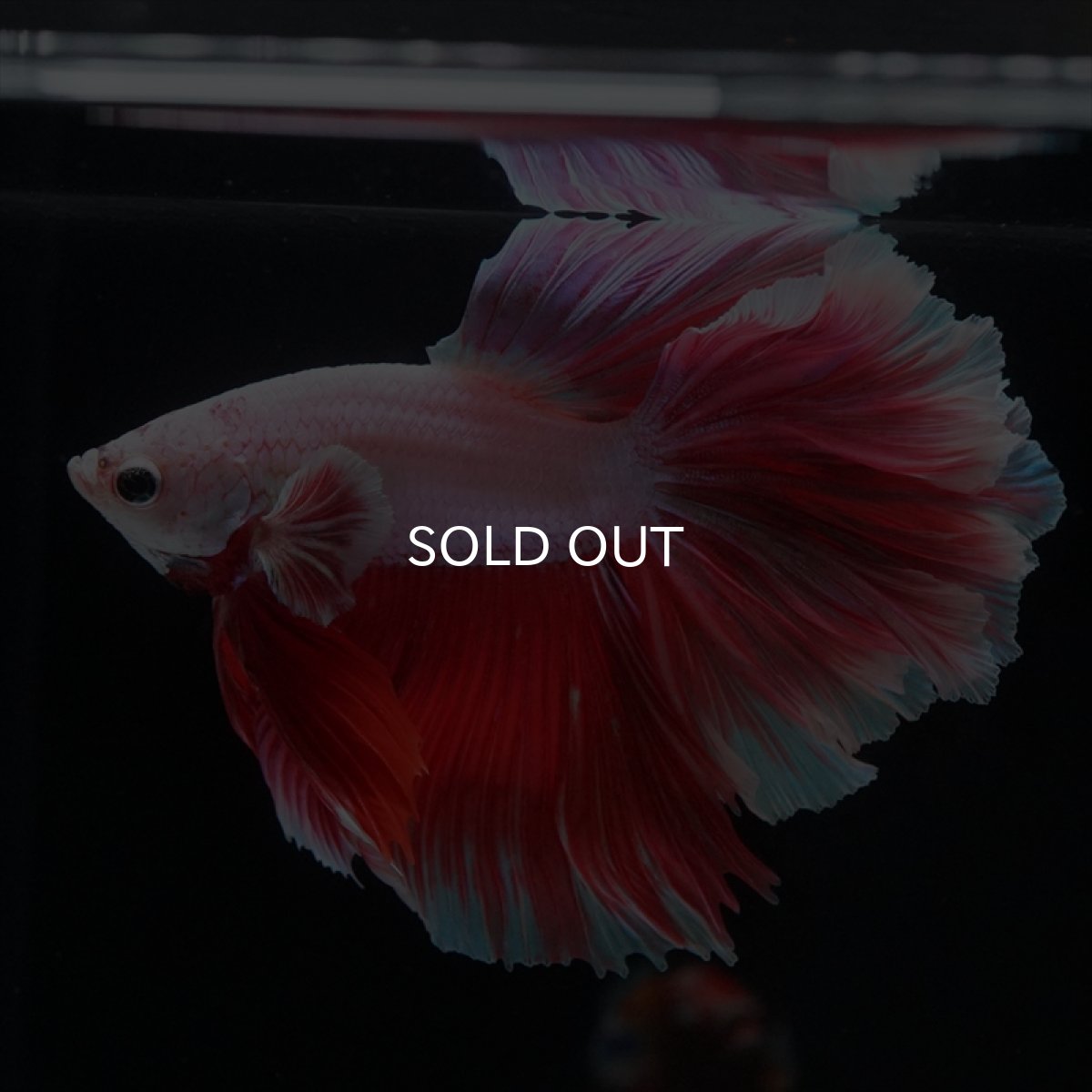 画像9: HM ラベンダー　ローズテール (9)