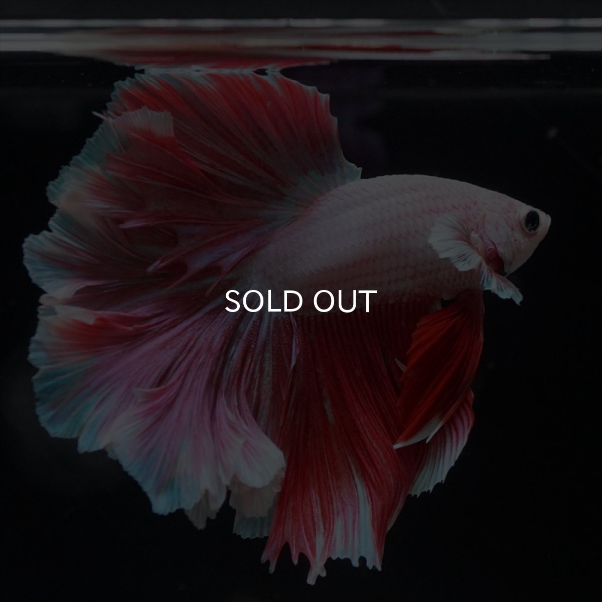 画像8: HM ラベンダー　ローズテール (8)