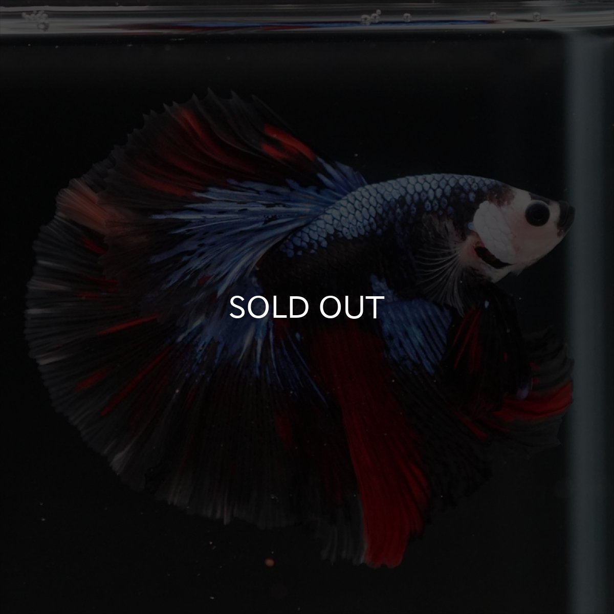 画像8: HM ブラックキャンディ変わり柄 (8)