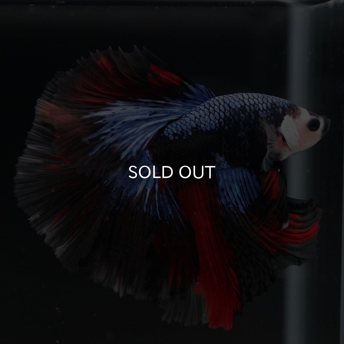 画像7: HM ブラックキャンディ変わり柄 (7)