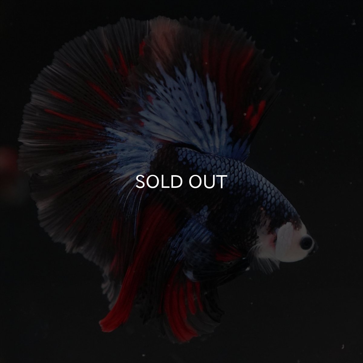 画像6: HM ブラックキャンディ変わり柄 (6)