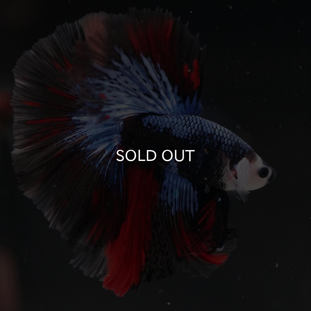 画像5: HM ブラックキャンディ変わり柄 (5)