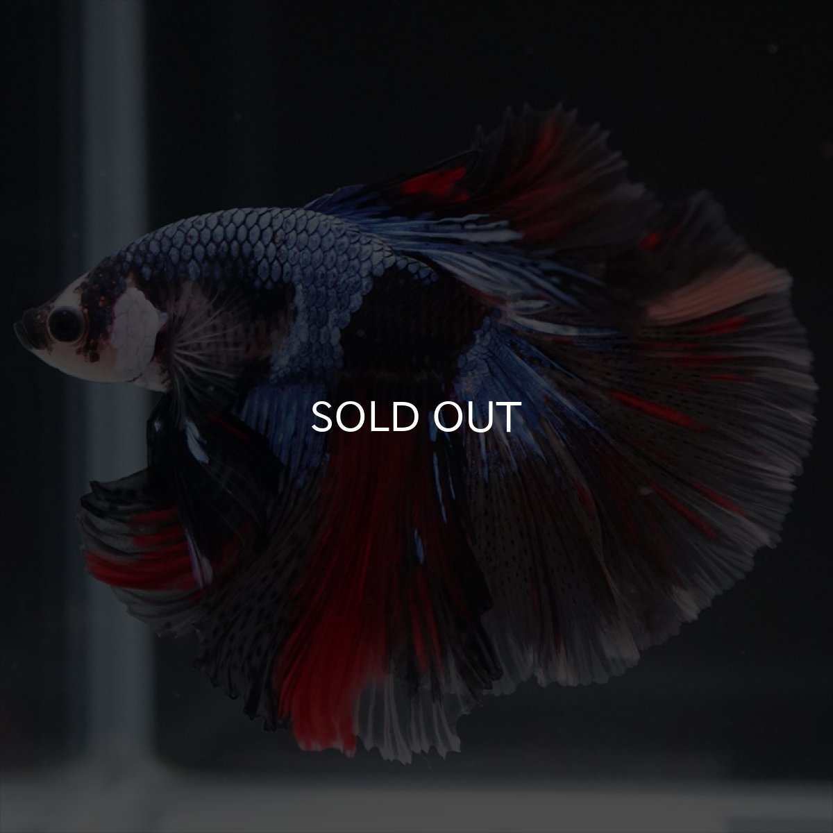 画像4: HM ブラックキャンディ変わり柄 (4)