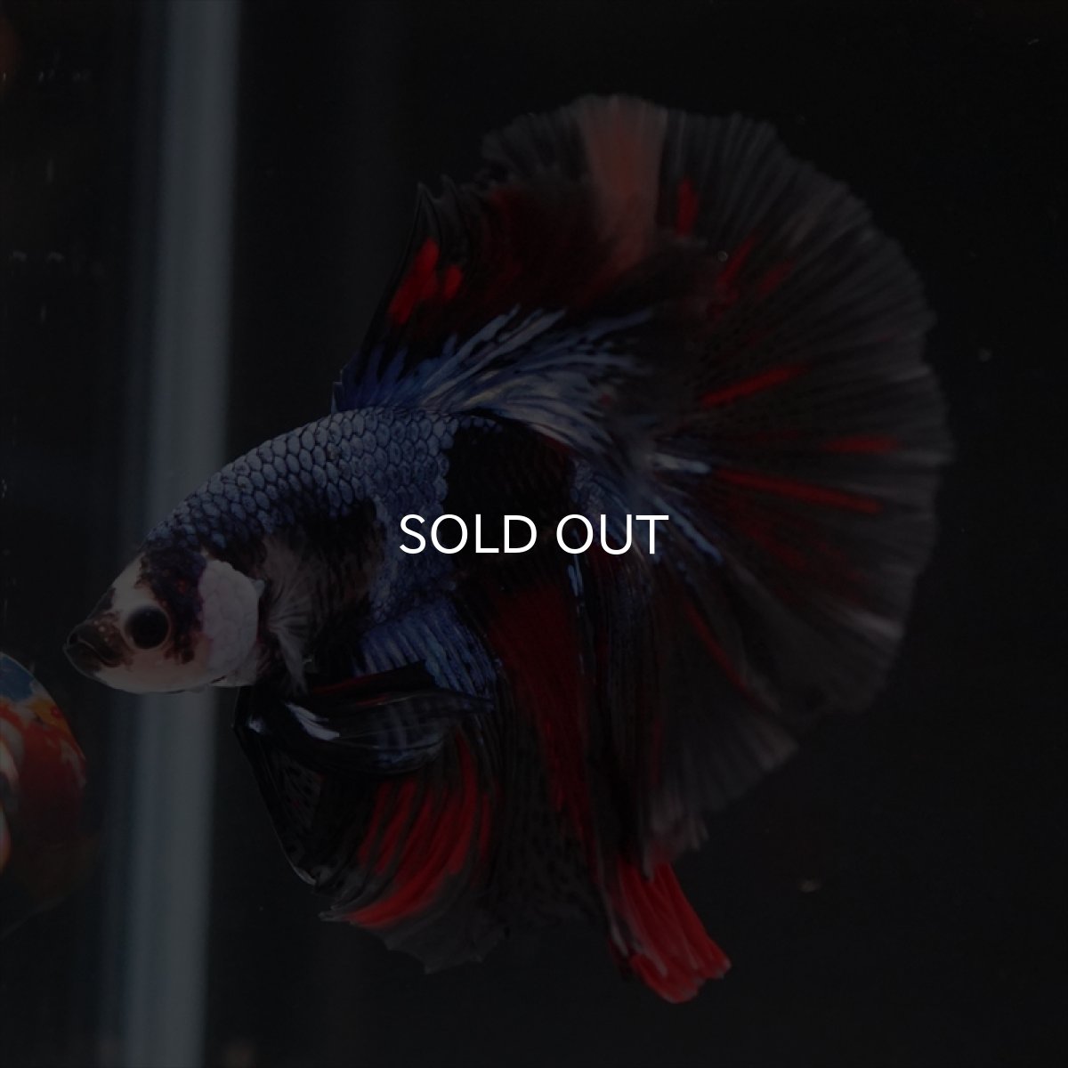 画像3: HM ブラックキャンディ変わり柄 (3)