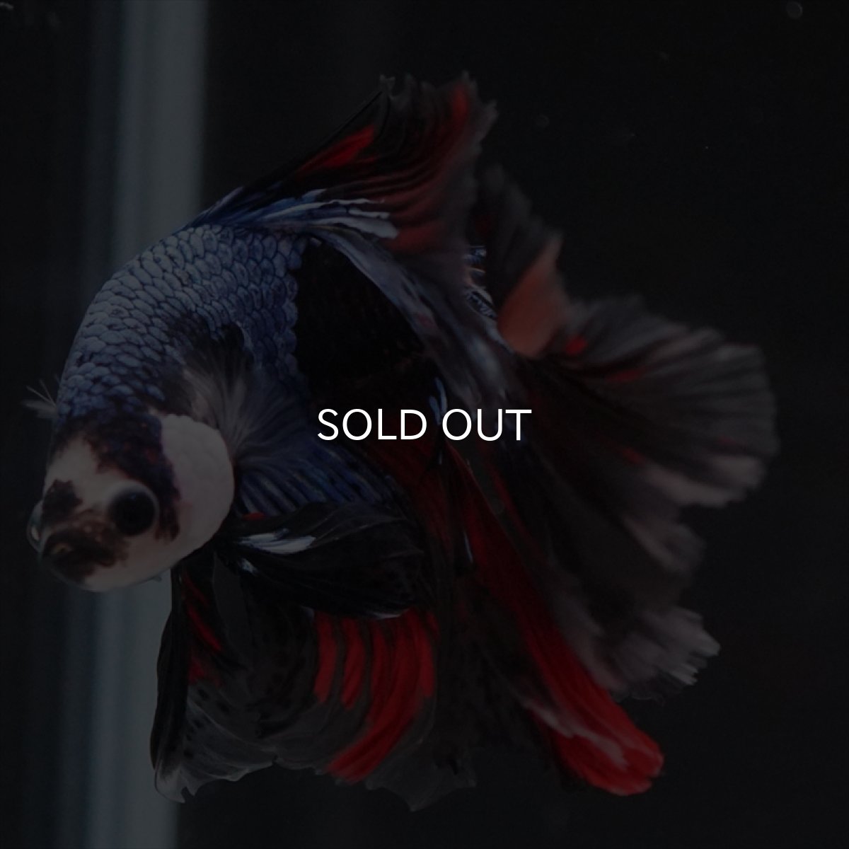 画像2: HM ブラックキャンディ変わり柄 (2)