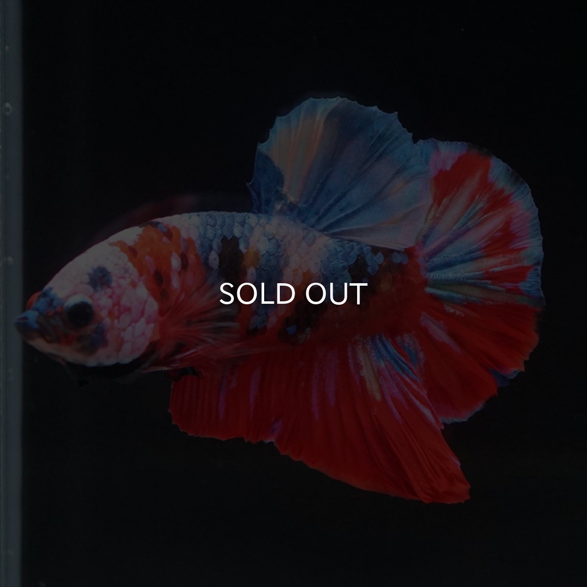 画像13: HMPK　キャンディ (13)