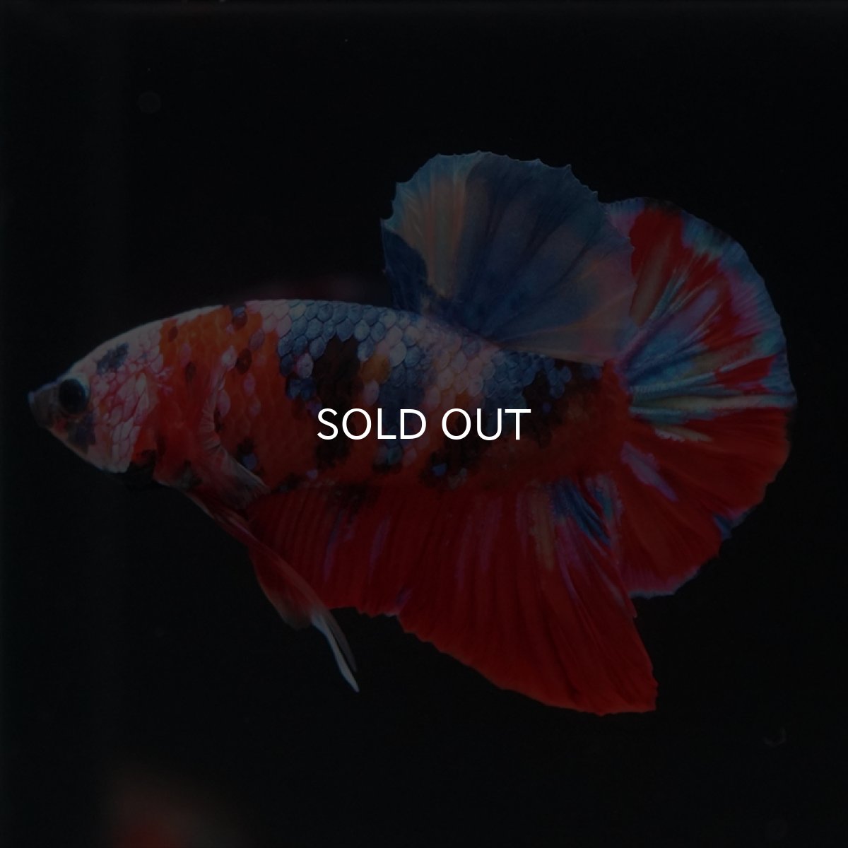 画像12: HMPK　キャンディ (12)