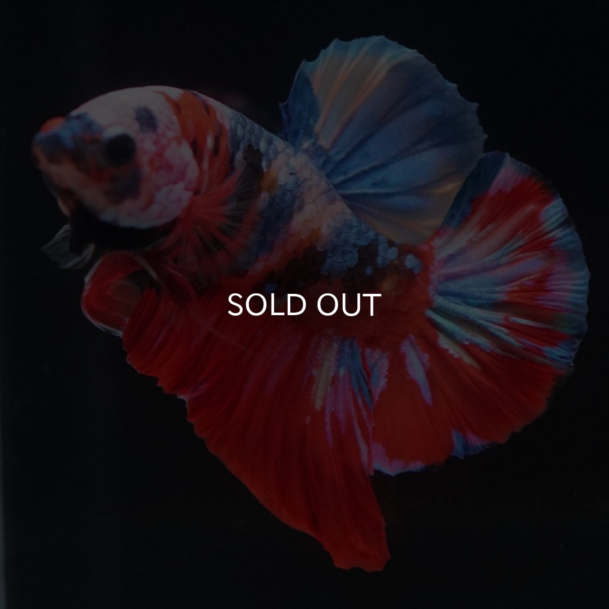 画像5: HMPK　キャンディ (5)