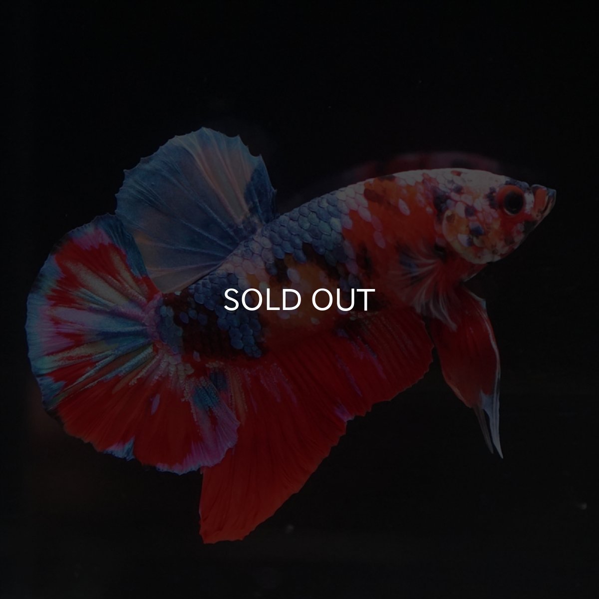 画像11: HMPK　キャンディ (11)