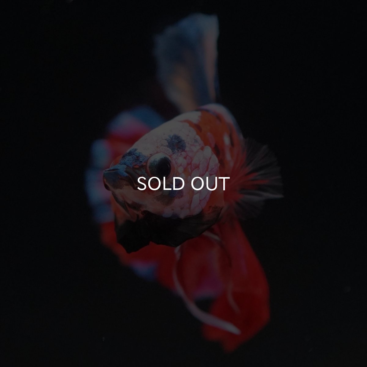 画像3: HMPK　キャンディ (3)