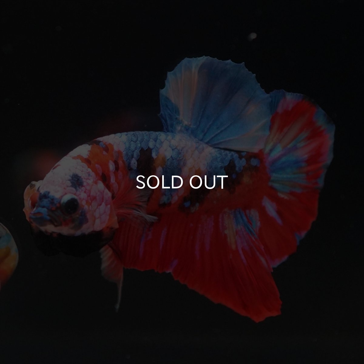 画像2: HMPK　キャンディ (2)