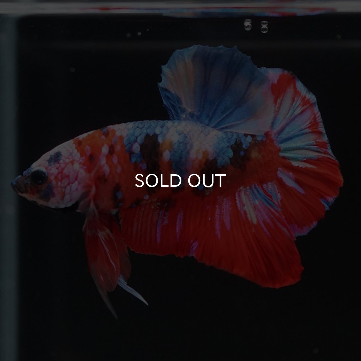 画像10: HMPK　キャンディ (10)