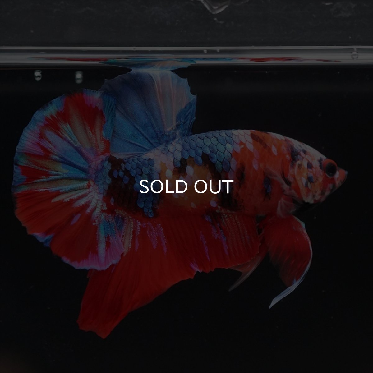 画像9: HMPK　キャンディ (9)