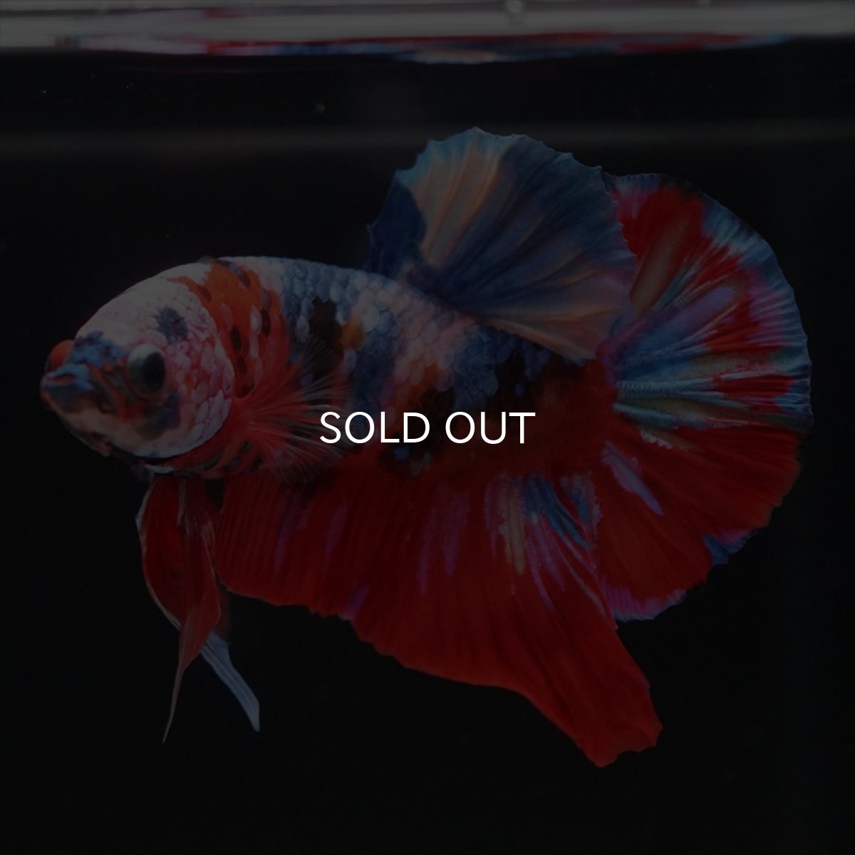 画像8: HMPK　キャンディ (8)