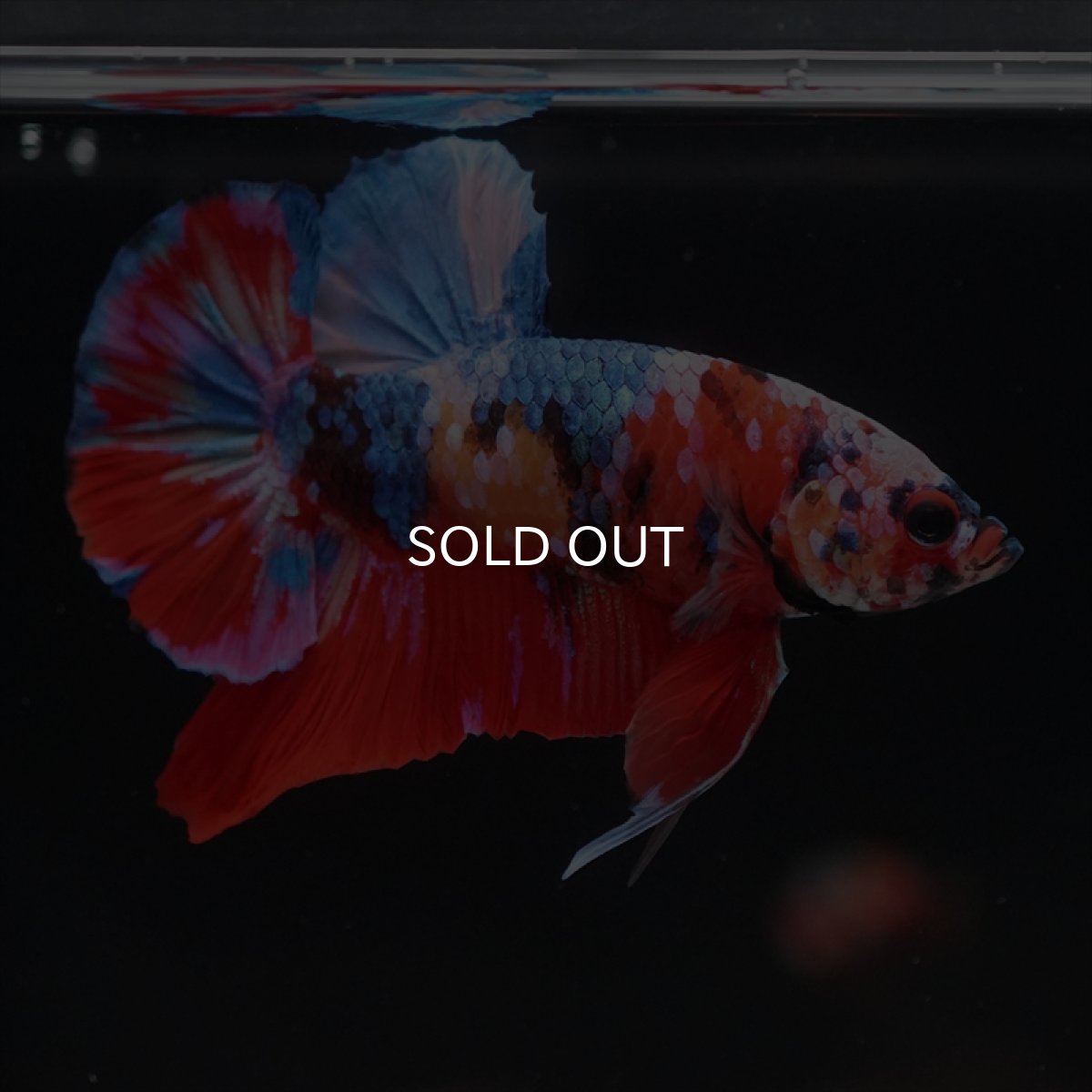 画像7: HMPK　キャンディ (7)