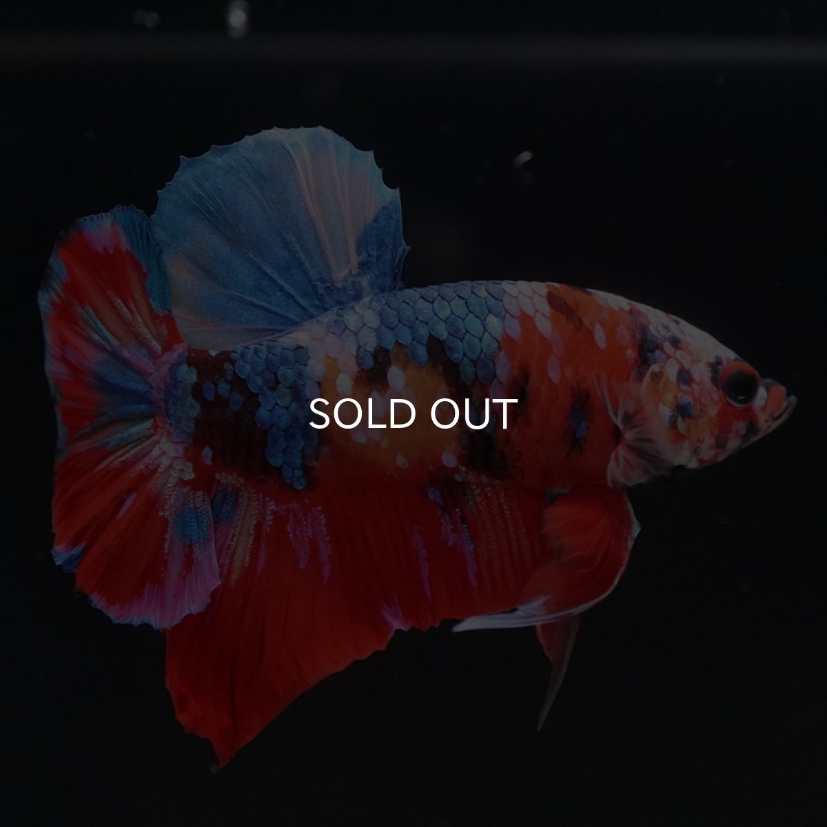 画像6: HMPK　キャンディ (6)