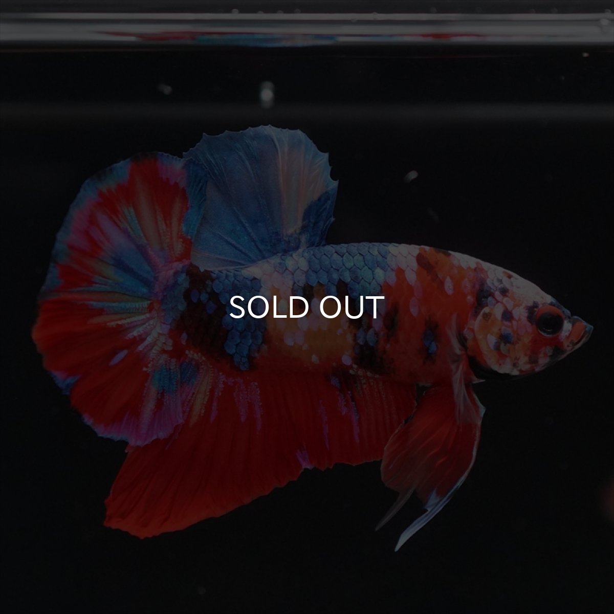 画像4: HMPK　キャンディ (4)