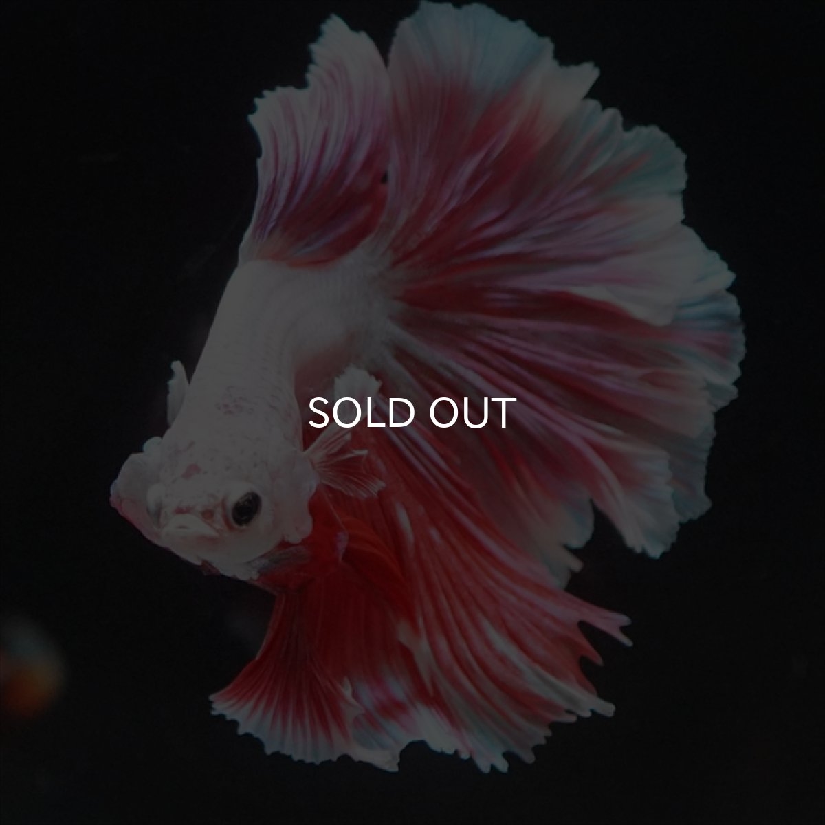 画像3: HM ラベンダー　ローズテール (3)