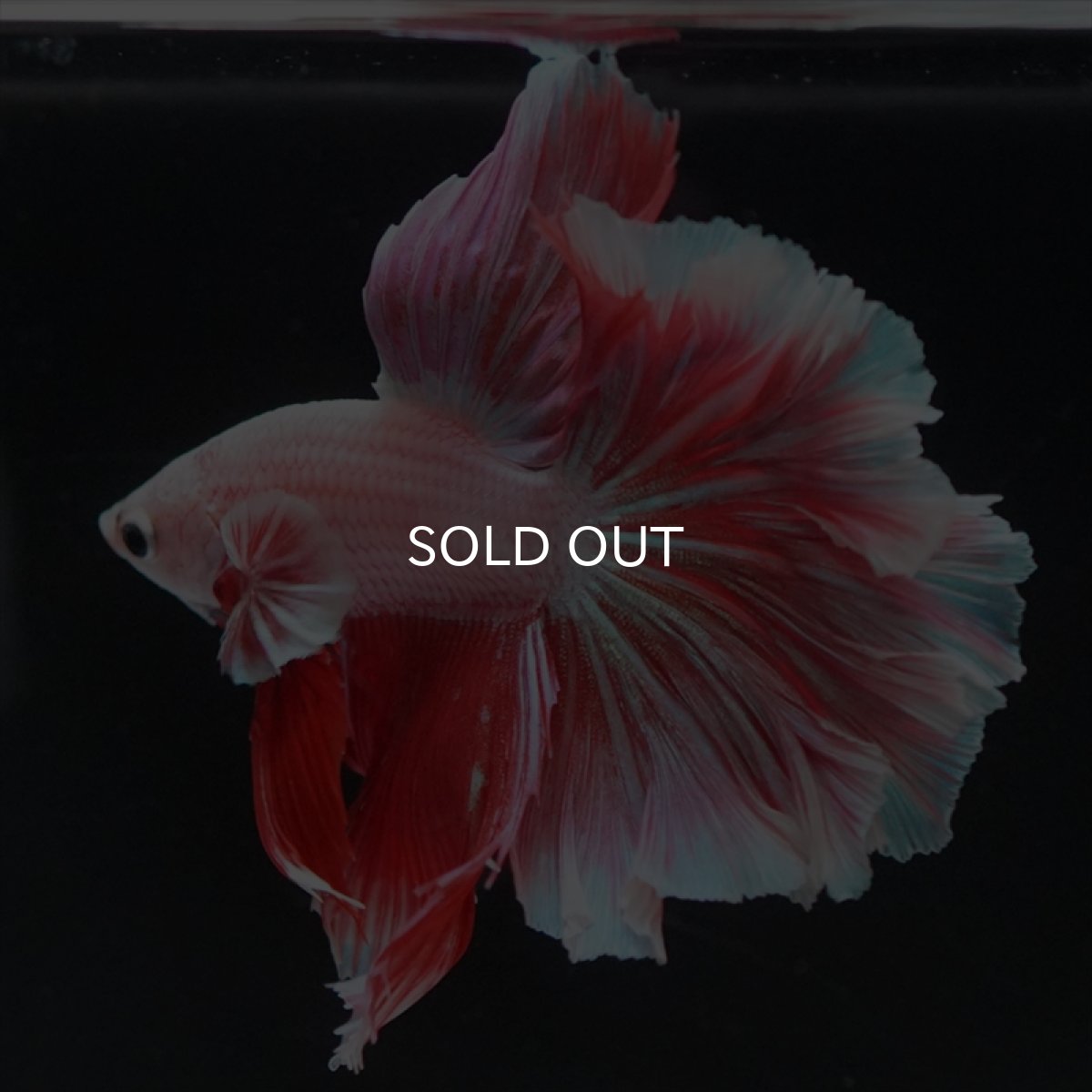 画像2: HM ラベンダー　ローズテール (2)