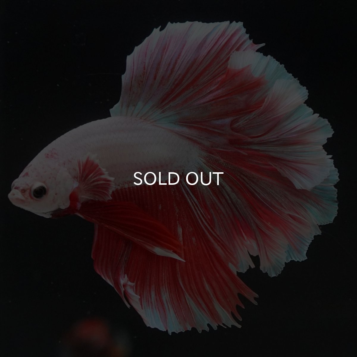 画像7: HM ラベンダー　ローズテール (7)