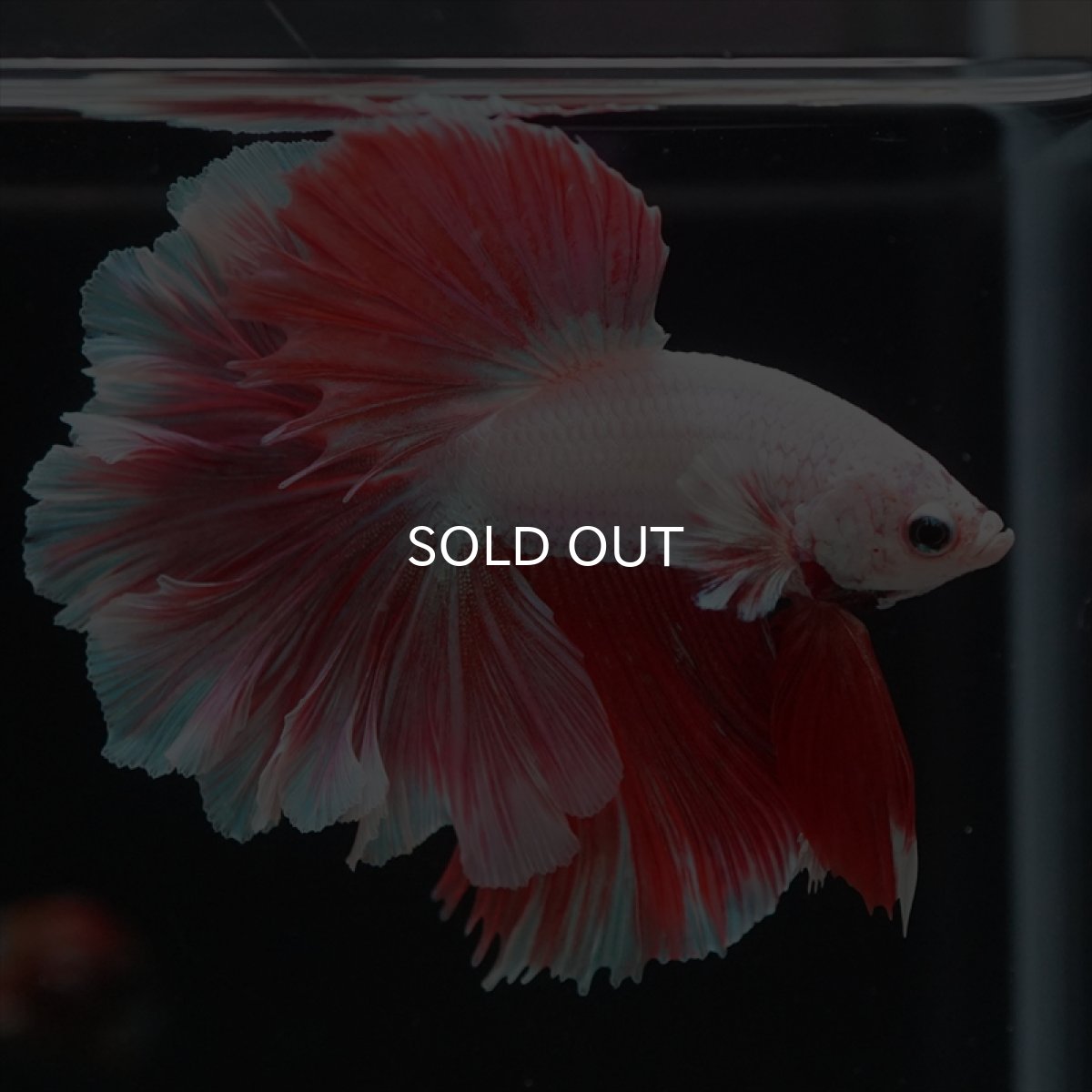 画像6: HM ラベンダー　ローズテール (6)