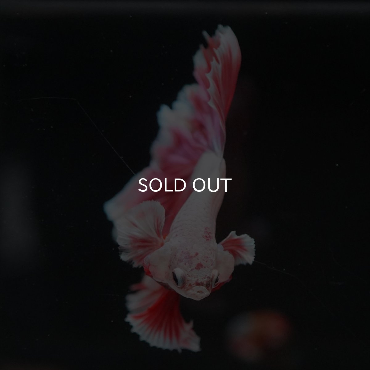 画像5: HM ラベンダー　ローズテール (5)