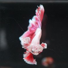 画像5: HM ラベンダー　ローズテール (5)