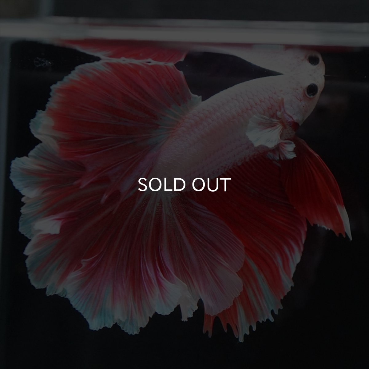 画像4: HM ラベンダー　ローズテール (4)