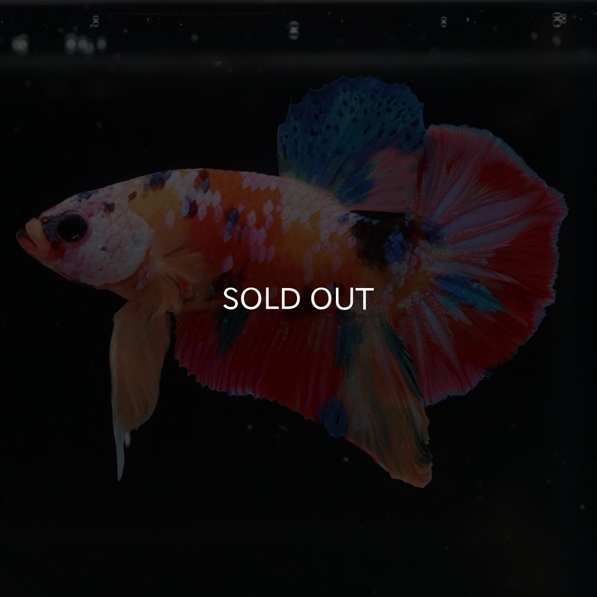 画像9: HMPK　キャンディ (9)