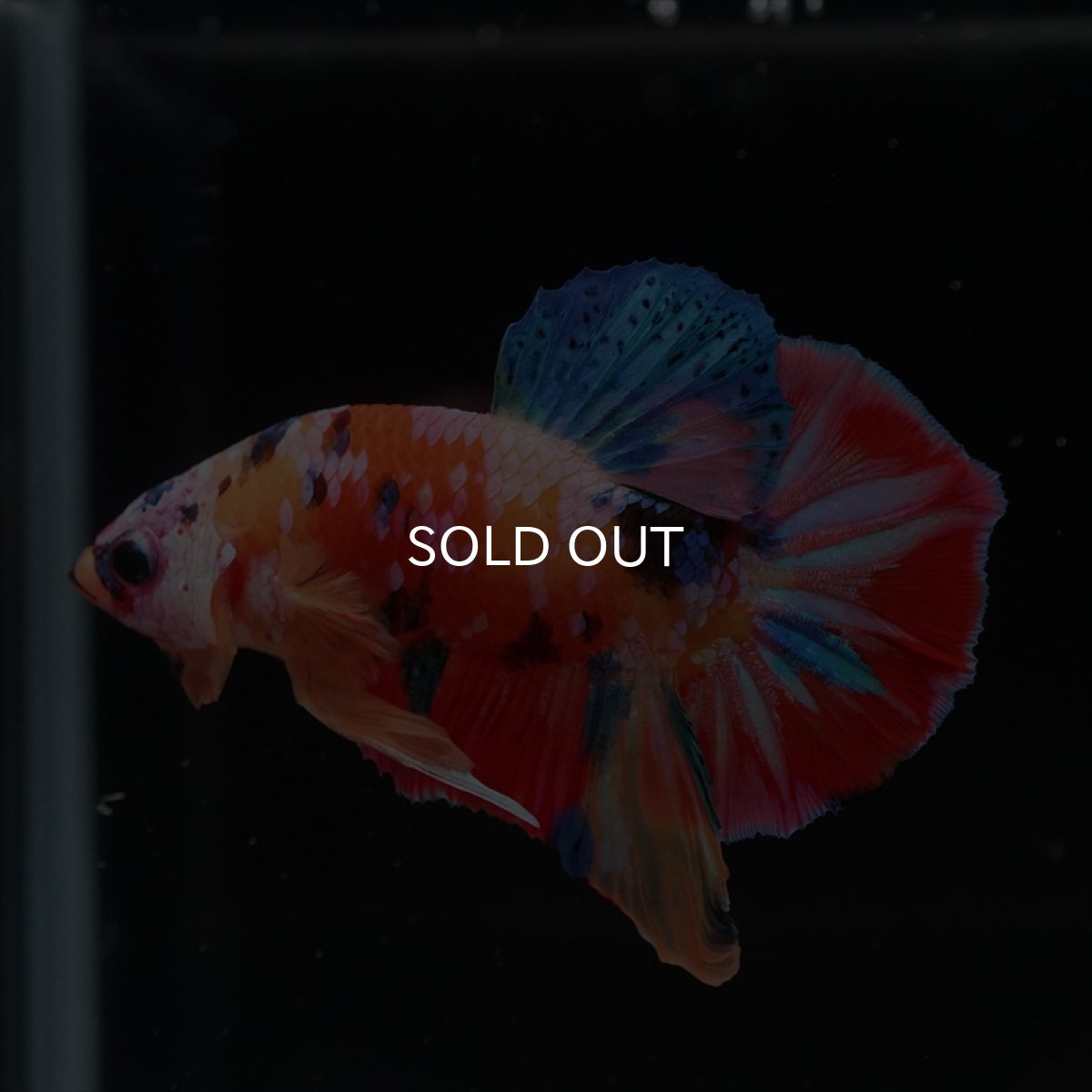 画像8: HMPK　キャンディ (8)